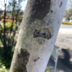 Tamopsis sp. (genus) at Mittagong, NSW - 1 Oct 2023