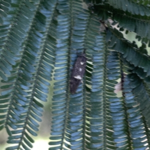 Lepidoscia (genus) ADULT at suppressed by Hejor1