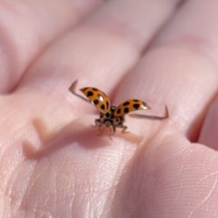 Harmonia conformis (Common Spotted Ladybird) at Wingecarribee Local Government Area - 1 Oct 2023 by Hejor1