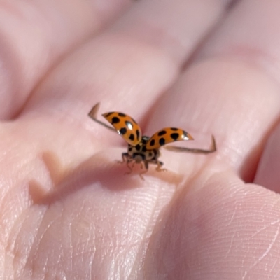 Harmonia conformis (Common Spotted Ladybird) at Wingecarribee Local Government Area - 1 Oct 2023 by Hejor1