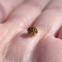 Harmonia conformis at Mittagong, NSW - 1 Oct 2023 03:41 PM