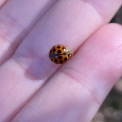 Harmonia conformis at Mittagong, NSW - 1 Oct 2023 03:41 PM