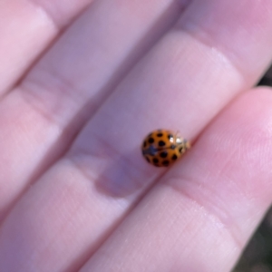 Harmonia conformis at Mittagong, NSW - 1 Oct 2023 03:41 PM