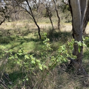 Rosa rubiginosa at Majura, ACT - 1 Oct 2023