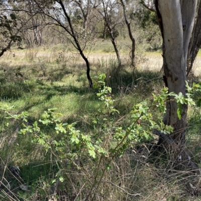 Rosa rubiginosa (Sweet Briar, Eglantine) at Majura, ACT - 1 Oct 2023 by waltraud