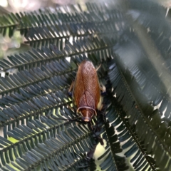 Ellipsidion australe (Austral Ellipsidion cockroach) at Mittagong - 1 Oct 2023 by Hejor1