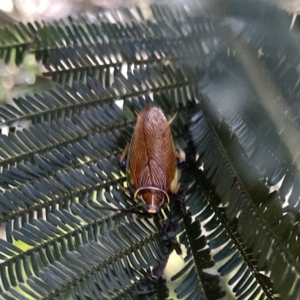 Balta bicolor at Mittagong, NSW - 1 Oct 2023