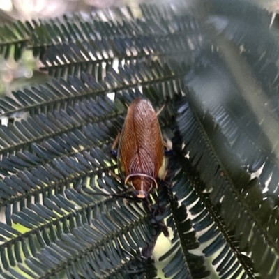 Ellipsidion australe (Austral Ellipsidion cockroach) at Mittagong, NSW - 1 Oct 2023 by Hejor1