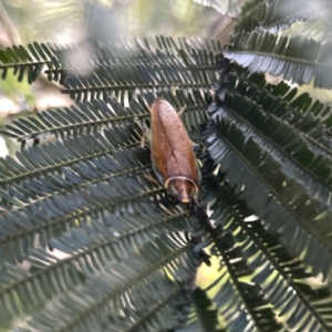 Balta bicolor at Mittagong, NSW - 1 Oct 2023 03:43 PM