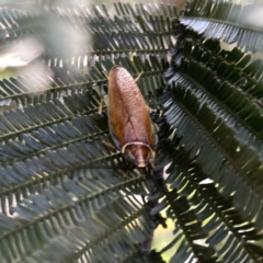 Balta bicolor at Mittagong, NSW - 1 Oct 2023