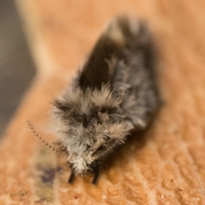 Psychodidae sp. (family) at Acton, ACT - 1 Oct 2023 10:00 AM