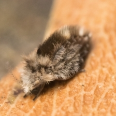 Psychodidae sp. (family) at Acton, ACT - 1 Oct 2023 10:00 AM