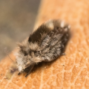 Psychodidae sp. (family) at Acton, ACT - 1 Oct 2023