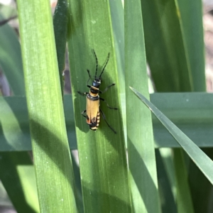 Chauliognathus imperialis at Mittagong, NSW - 1 Oct 2023