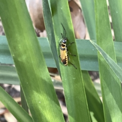 Chauliognathus imperialis at Mittagong, NSW - 1 Oct 2023