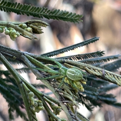 Lehtinelagia prasina at Mittagong - 1 Oct 2023 by Hejor1