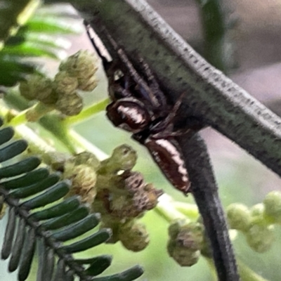 Opisthoncus sp. (genus) (Opisthoncus jumping spider) at Mittagong, NSW - 1 Oct 2023 by Hejor1