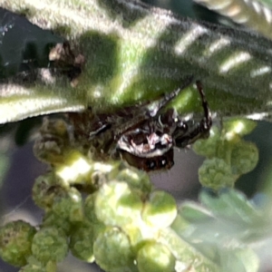 Opisthoncus sp. (genus) at Mittagong, NSW - 1 Oct 2023