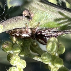 Opisthoncus sp. (genus) at Mittagong, NSW - 1 Oct 2023