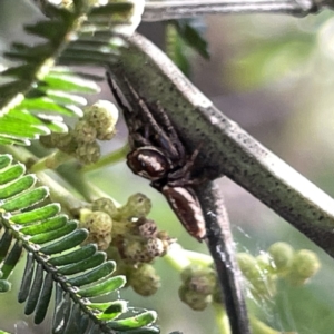 Opisthoncus sp. (genus) at Mittagong, NSW - 1 Oct 2023