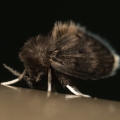 Psychodidae sp. (family) (Moth Fly, Drain Fly) at ANBG - 1 Oct 2023 by patrickcox