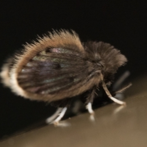 Psychodidae sp. (family) at Acton, ACT - 1 Oct 2023