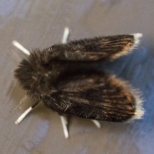 Psychodidae sp. (family) at Acton, ACT - 1 Oct 2023 10:00 PM