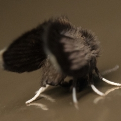 Psychodidae sp. (family) at Acton, ACT - 1 Oct 2023 10:00 PM