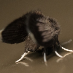 Psychodidae sp. (family) at Acton, ACT - 1 Oct 2023 10:00 PM