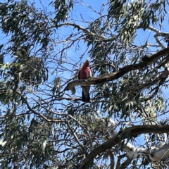 Eolophus roseicapilla (Galah) at Mittagong, NSW - 1 Oct 2023 by Hejor1