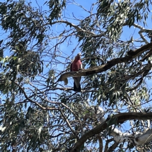 Eolophus roseicapilla (Galah) at suppressed by Hejor1