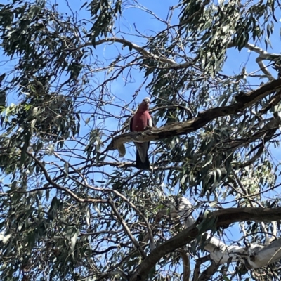 Eolophus roseicapilla (Galah) at Mittagong, NSW - 1 Oct 2023 by Hejor1