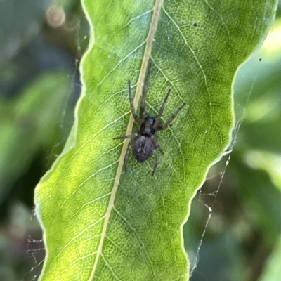 Unidentified Other web-building spider at Mittagong, NSW - 1 Oct 2023 by Hejor1