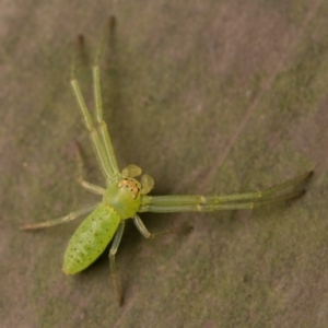 Cetratus rubropunctatus at Acton, ACT - 1 Oct 2023