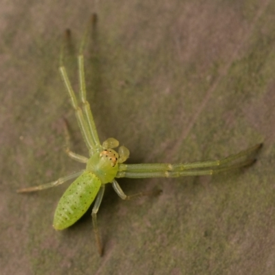 Cetratus rubropunctatus (Long green crab spider) at Acton, ACT - 30 Sep 2023 by patrickcox