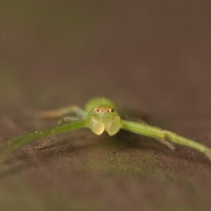 Cetratus rubropunctatus at Acton, ACT - 1 Oct 2023