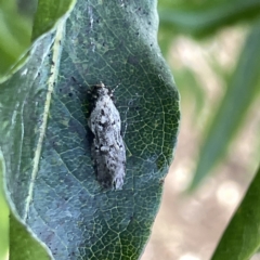 Unidentified Concealer moth (Oecophoridae) at Mittagong, NSW - 1 Oct 2023 by Hejor1