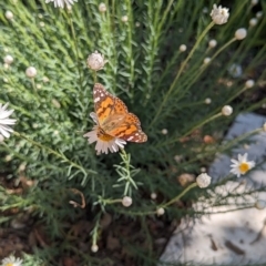 Vanessa kershawi (Australian Painted Lady) at Holder, ACT - 1 Oct 2023 by Miranda