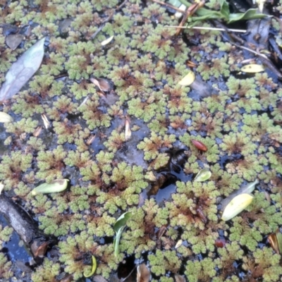 Azolla rubra (Red Water Fern) at Cooma, NSW - 1 Oct 2023 by mahargiani