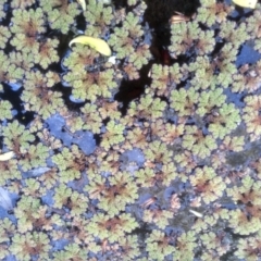 Azolla rubra at Cooma, NSW - 1 Oct 2023 02:31 PM