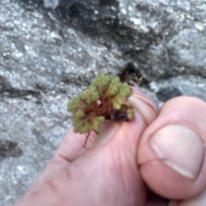 Azolla rubra at Cooma, NSW - 1 Oct 2023 02:31 PM