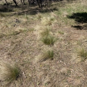 Nassella trichotoma at Majura, ACT - 1 Oct 2023