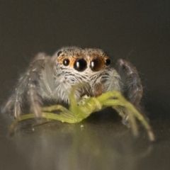 Opisthoncus sp. (genus) at Acton, ACT - 1 Oct 2023