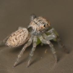 Opisthoncus sp. (genus) at Acton, ACT - 1 Oct 2023