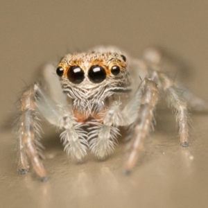 Opisthoncus sp. (genus) at Acton, ACT - 1 Oct 2023