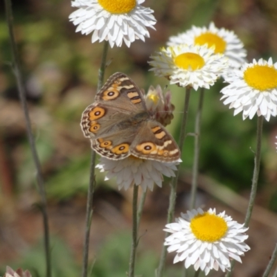 Junonia villida (Meadow Argus) at Holder, ACT - 23 Sep 2023 by Miranda