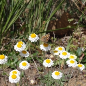 Junonia villida at Holder, ACT - 23 Sep 2023