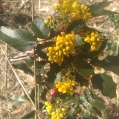 Berberis aquifolium (Oregon Grape) at Cooma, NSW - 1 Oct 2023 by mahargiani