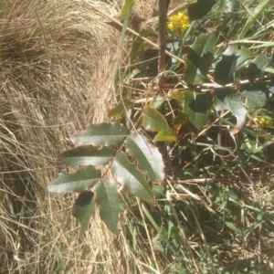 Berberis aquifolium at Cooma, NSW - 1 Oct 2023