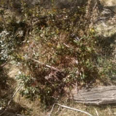 Berberis aquifolium at Cooma, NSW - 1 Oct 2023